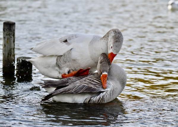 Ganso-bravo, Greylag Goose Amor na natureza! Love in mother´s nature! (49426516911) by Luiz Lapa from Oeiras, Portugal is licensed under CC BY 2.0.